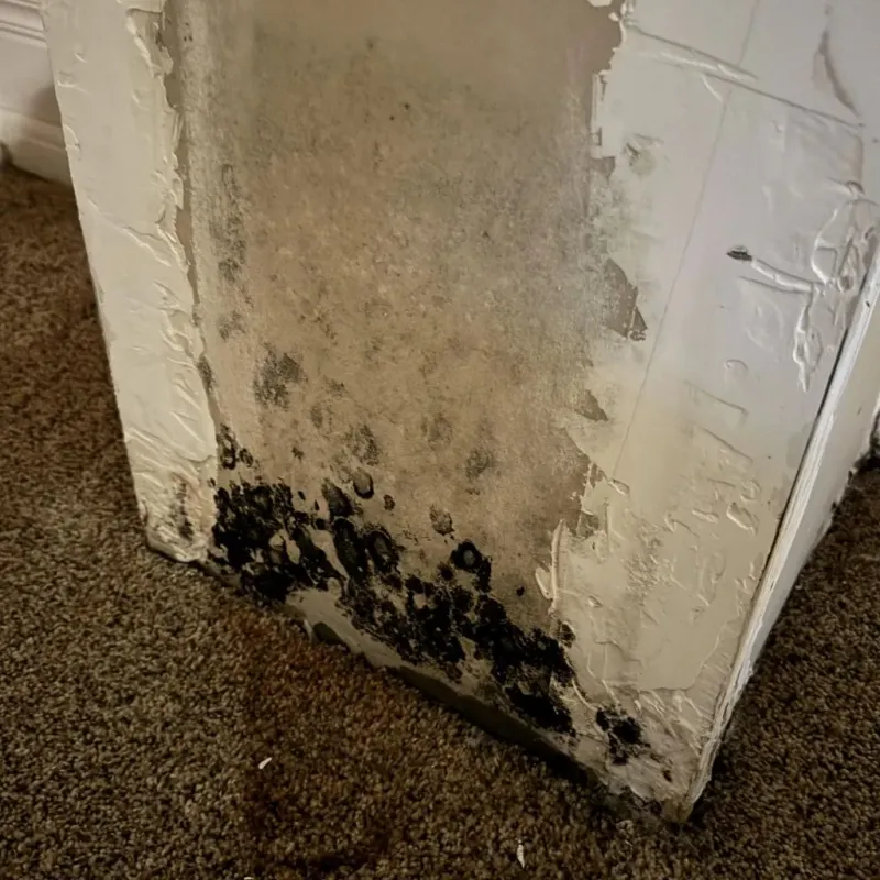 Professional Mold Removal in Mansfield, MO